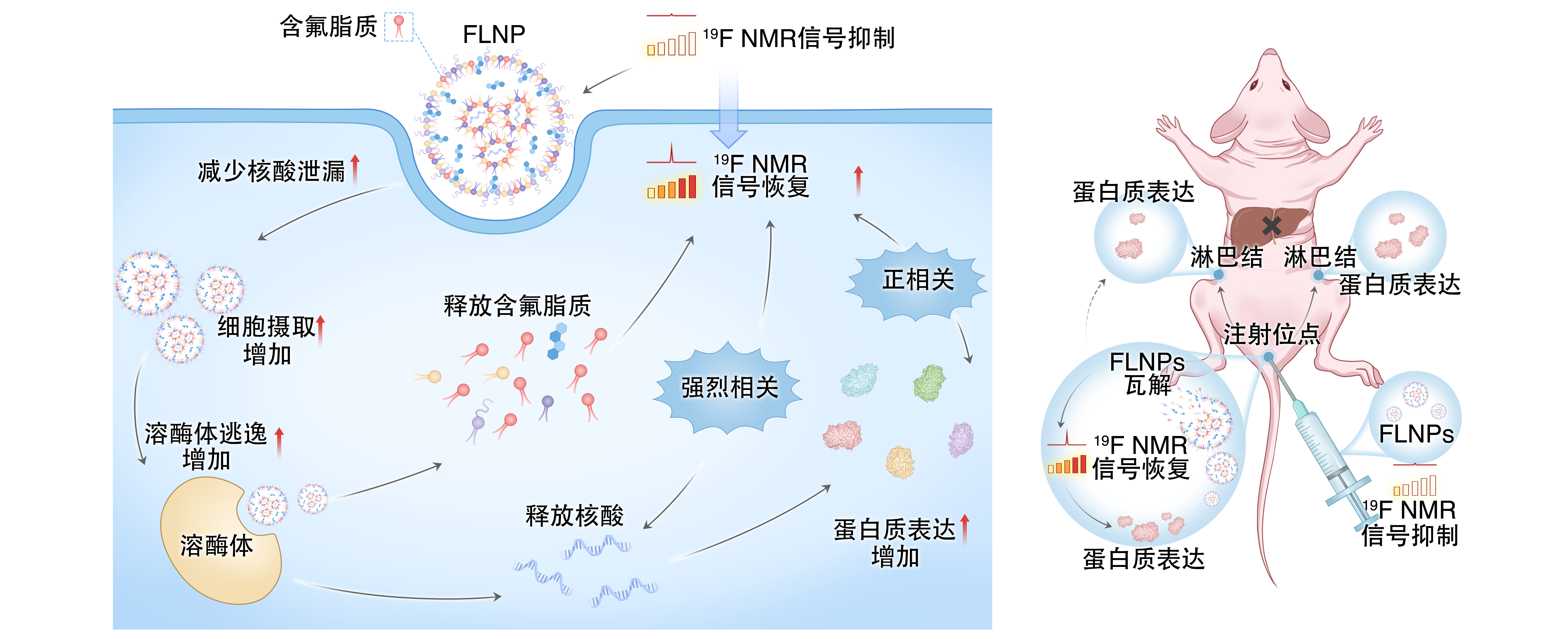 让 mRNA 在体内“看得见” Ezpay在mRNA疫苗递送研究方面取得重要进展